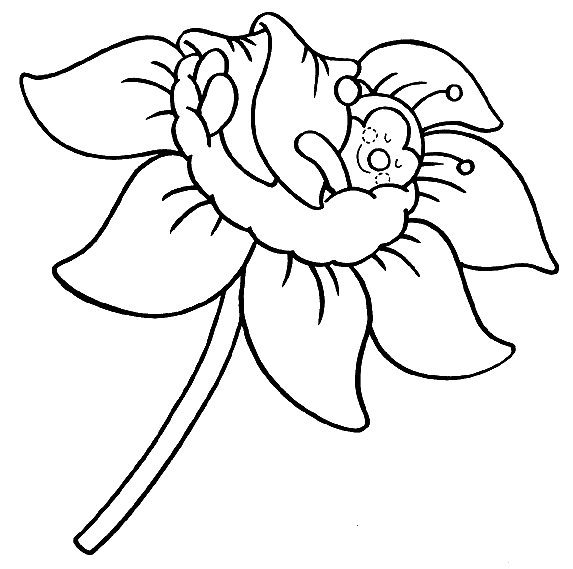 Biedronka kolorowanki